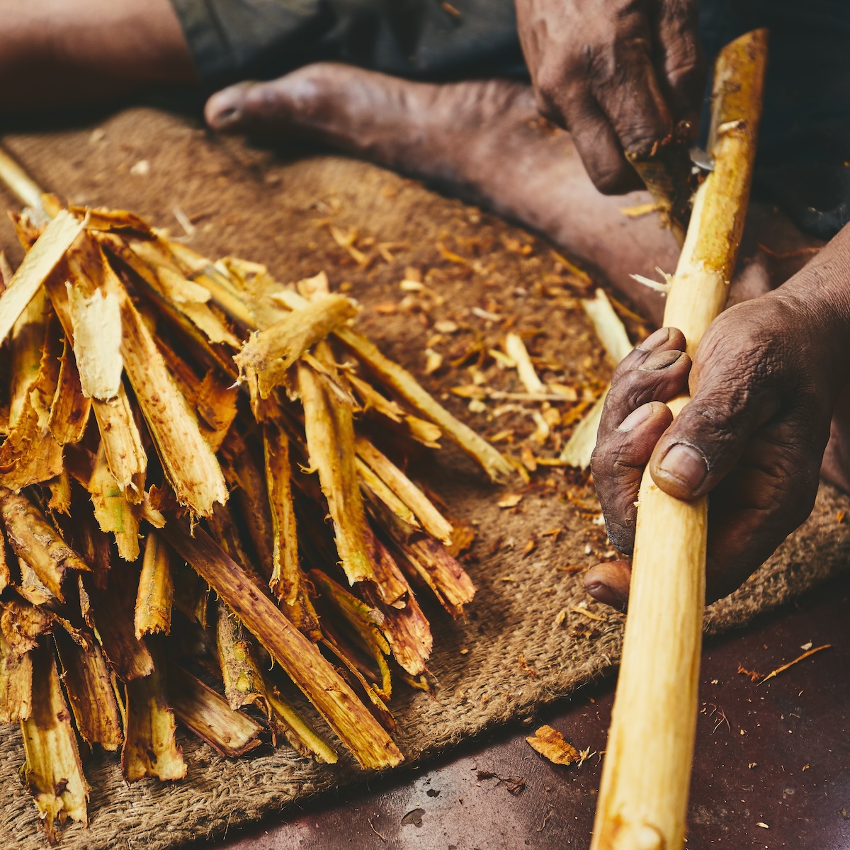 Hands of the man preparing cinnamon sticks. Manual worker in Sri Lanka.