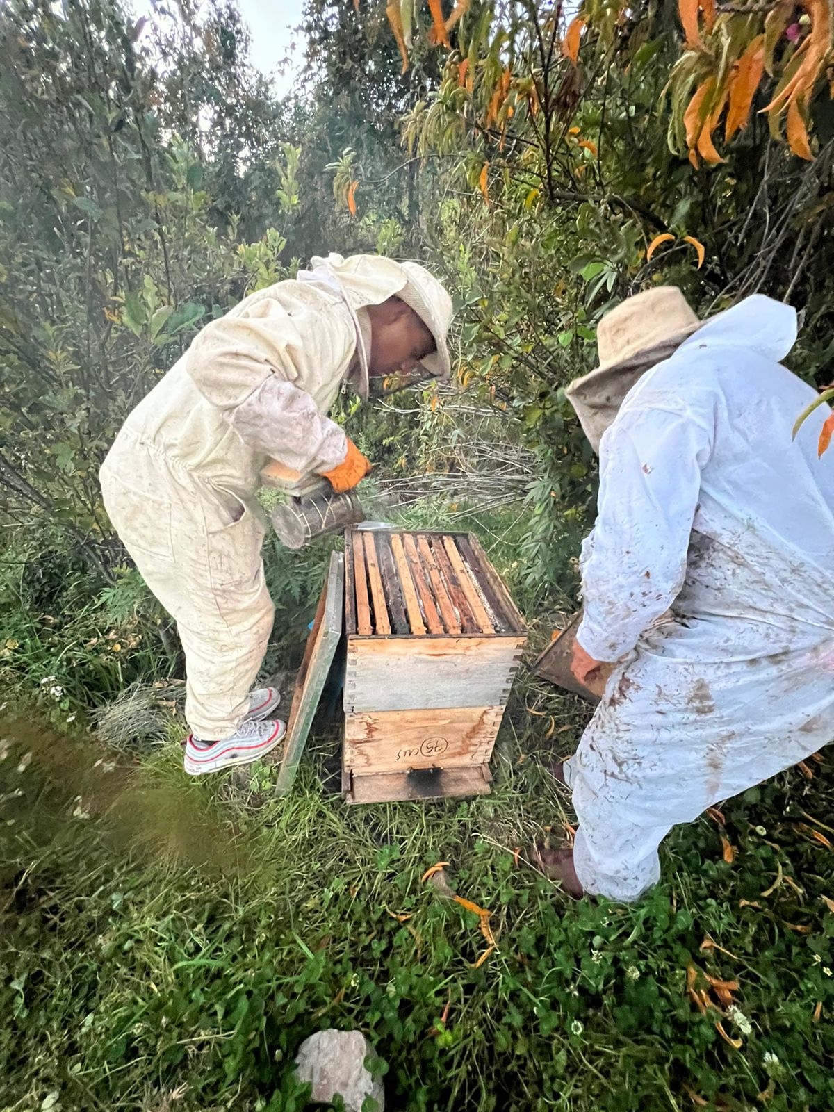 Imagen del equipo de horticultores extrayendo miel de una colmena en un campo de eucaliptos